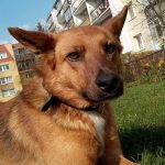 Psy a dzieci z Przedszkola na Borku – list Czytelniczki