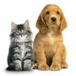 Wkrótce kolejna edycja programu bezpłatnej sterylizacji i kastracji psów i kotów